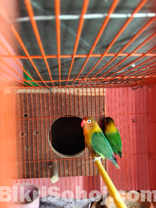 লাভ বার্ড